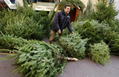 Noël : le  nordmann, roi des sapins